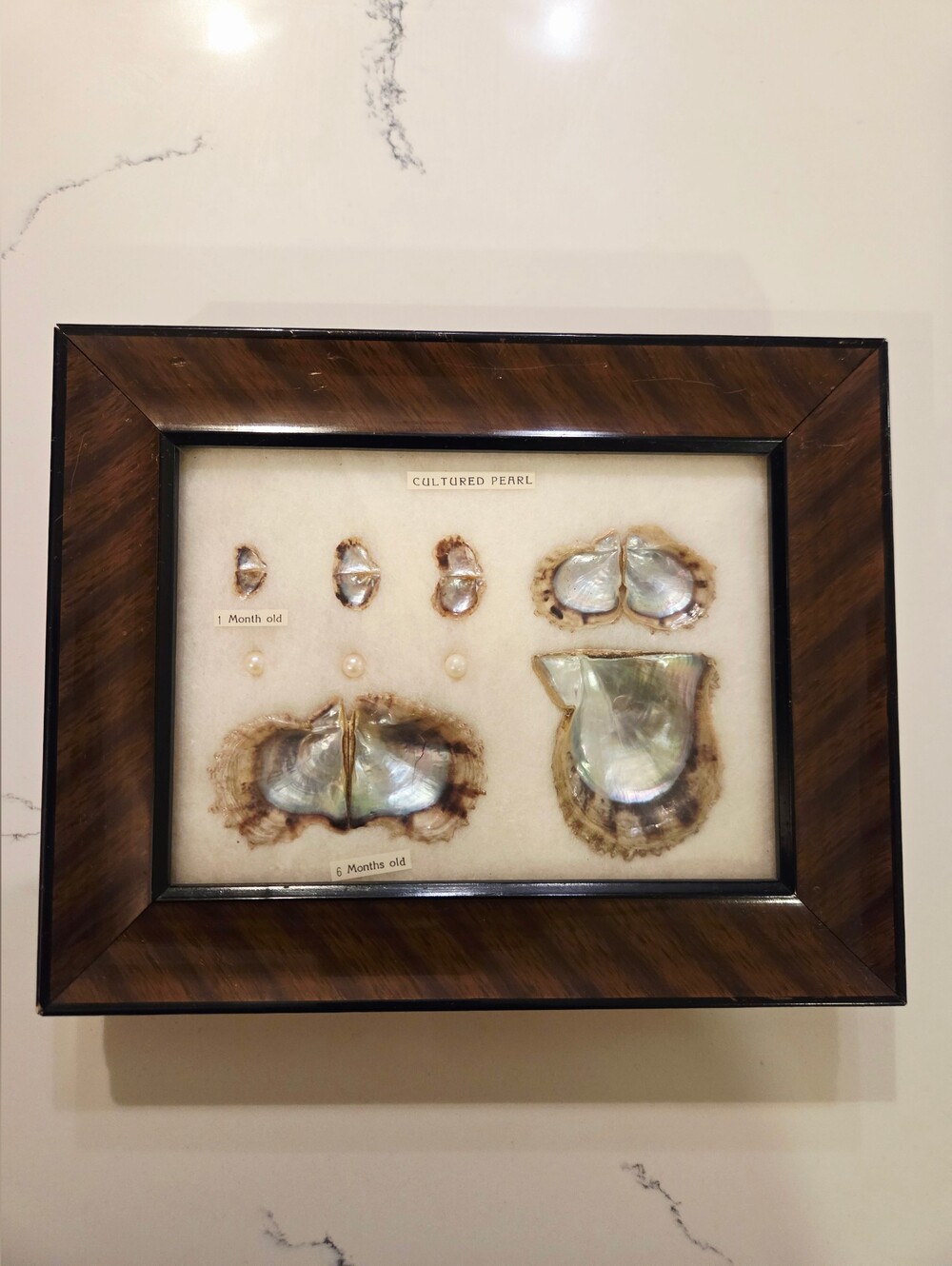 Vtg Cultured Pearls Shells Specimens Framed  Stages Chart Japanese 1940s